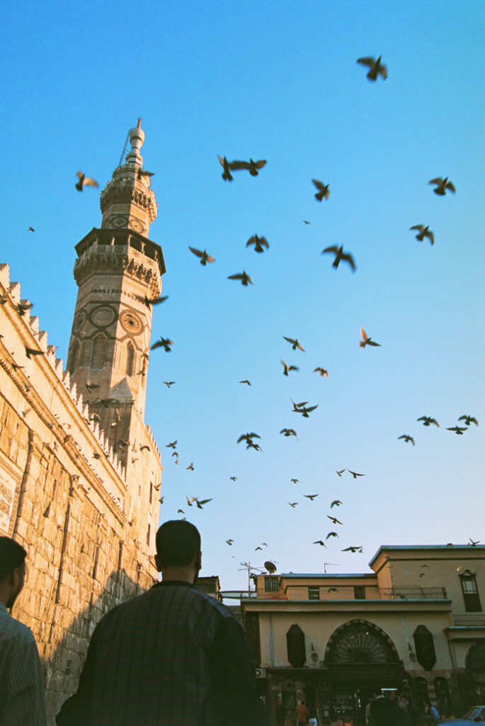 Tauben in Damaskus